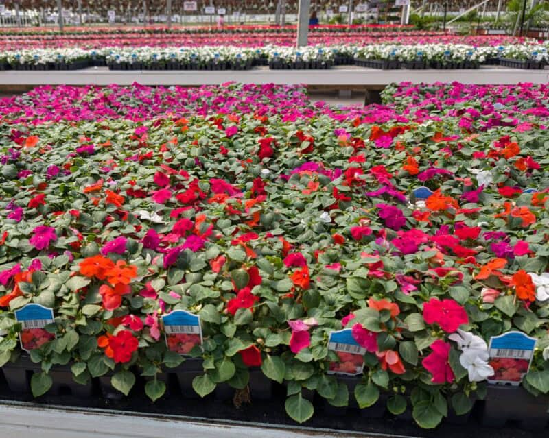 32 Count Annual Flats at Countryside Greenhouse