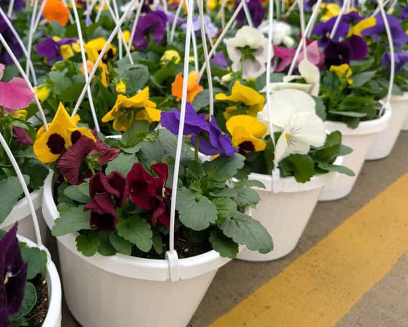 8" Pansy Hanging Baskets