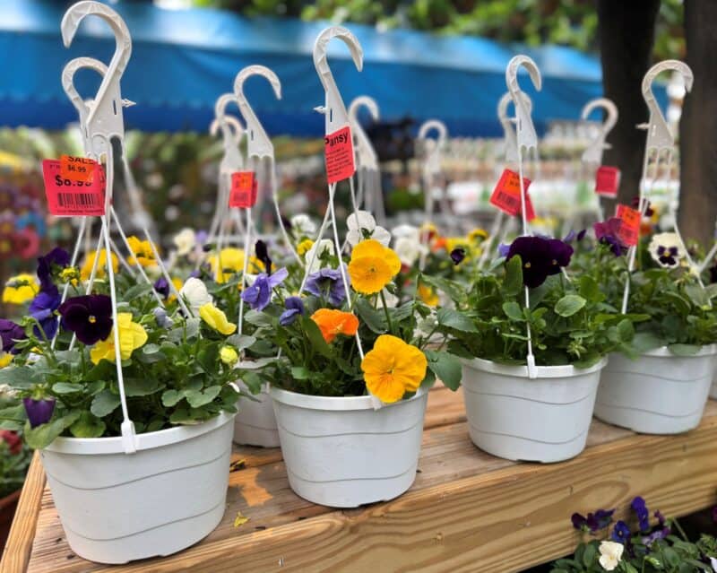 8" Pansy / Viola Hanging Baskets