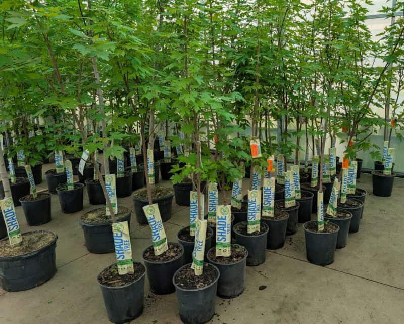 Five Gallon Sugar Maple Trees at Countryside Greenhouse