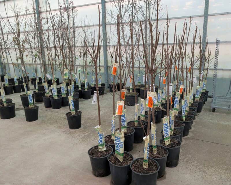 Five Gallon Sugar Maple Trees at Countryside Greenhouse