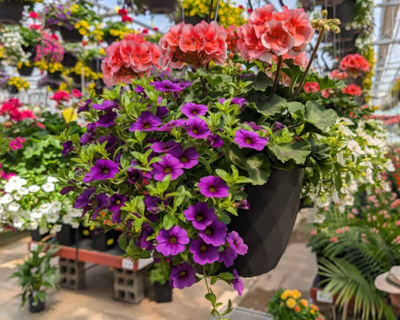 10" Geranium Combination Hanging Baskets at Countryside Greenhouse