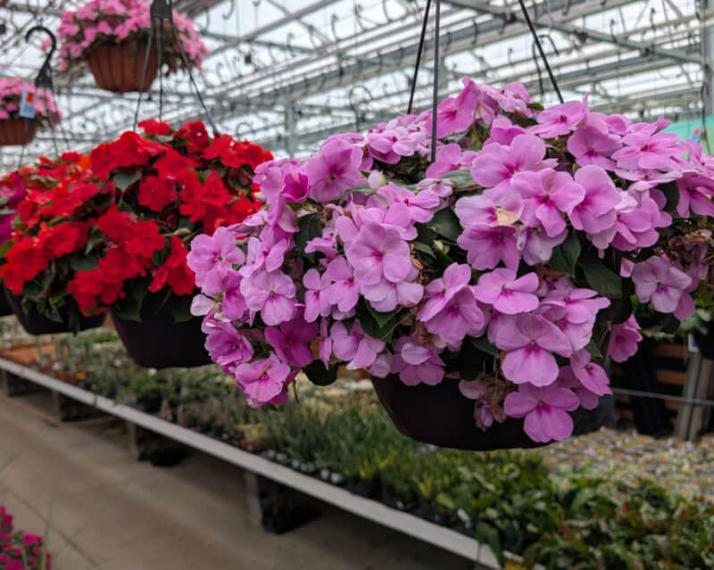 10 inch Impatien Hanging Baskets at Countryside Greenhouse