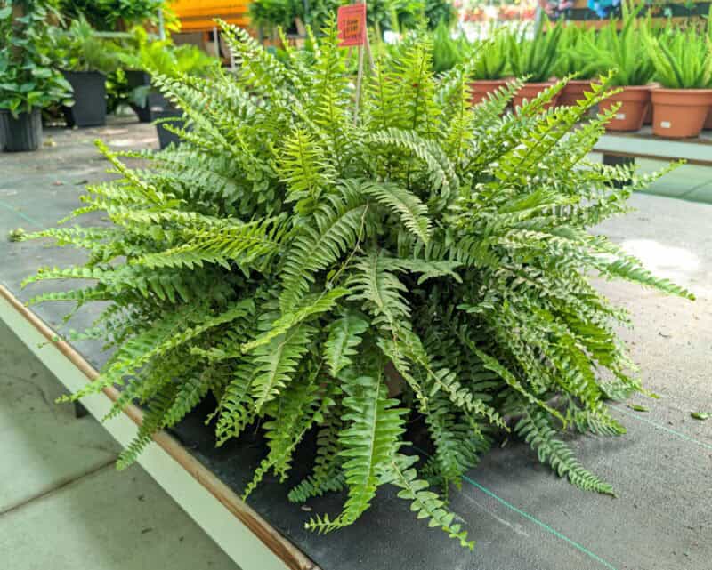 12" Boston Fern Hanging Baskets at Countryside Greenhouse