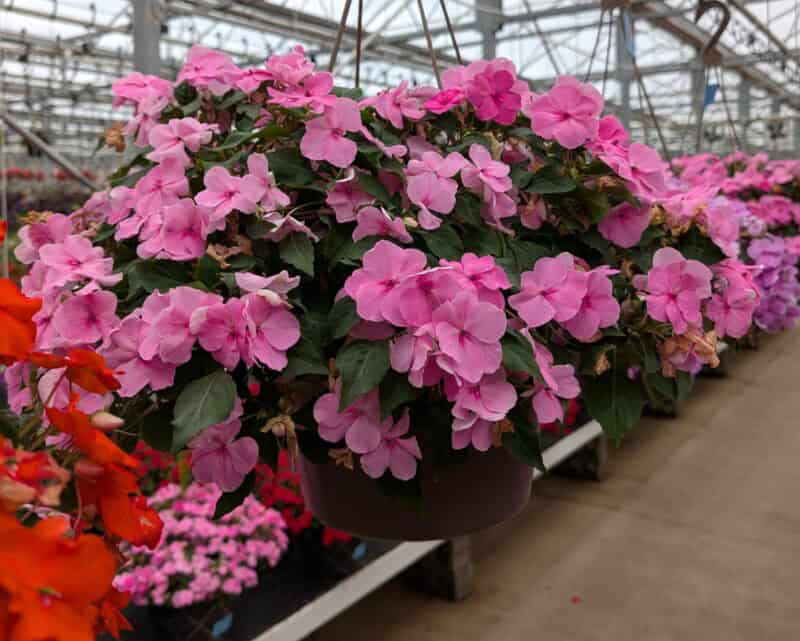12 inch Impatien Hanging Baskets at Countryside Greenhouse