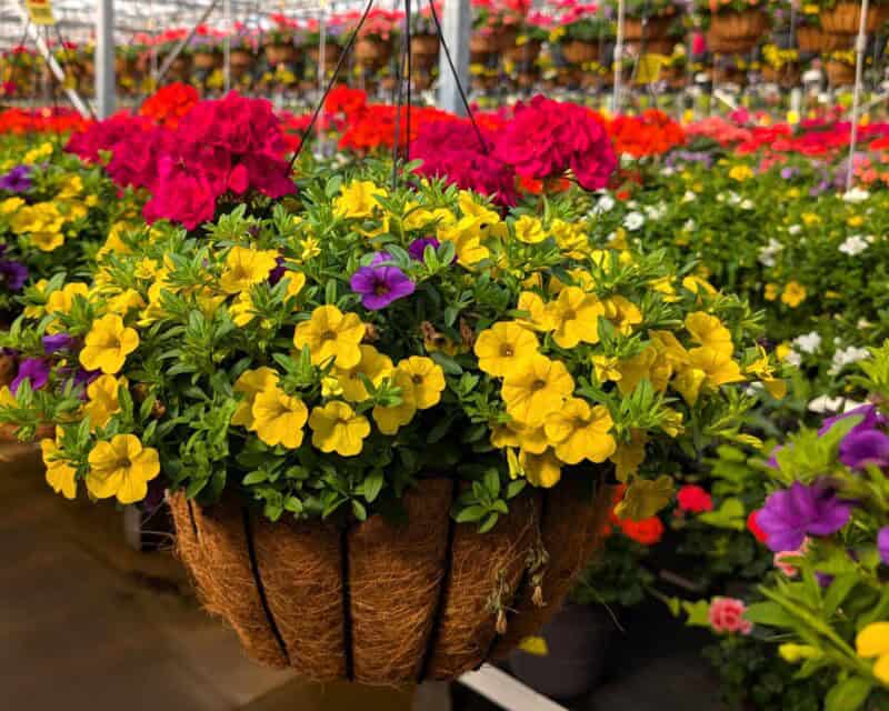 14" Geranium Combination Hanging Baskets at Countryside Greenhouse