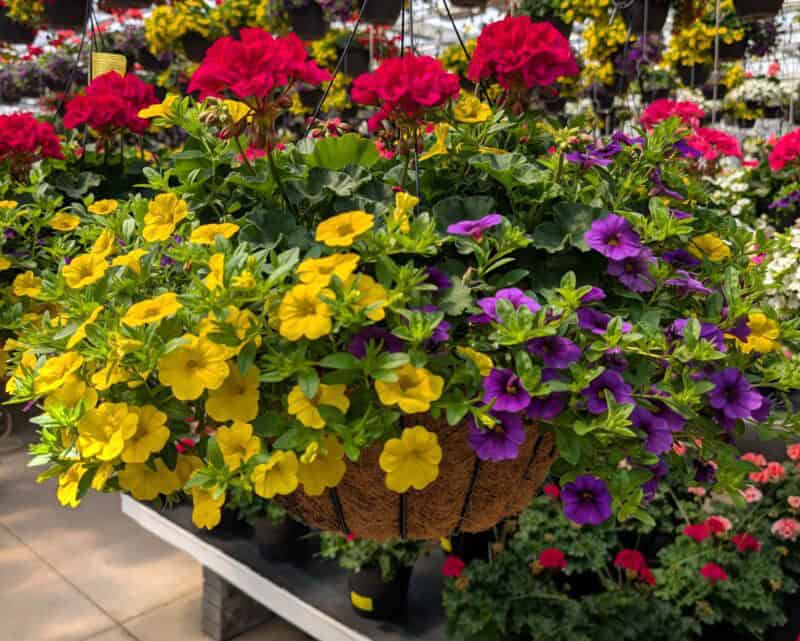 14" Geranium Combination Hanging Baskets at Countryside Greenhouse