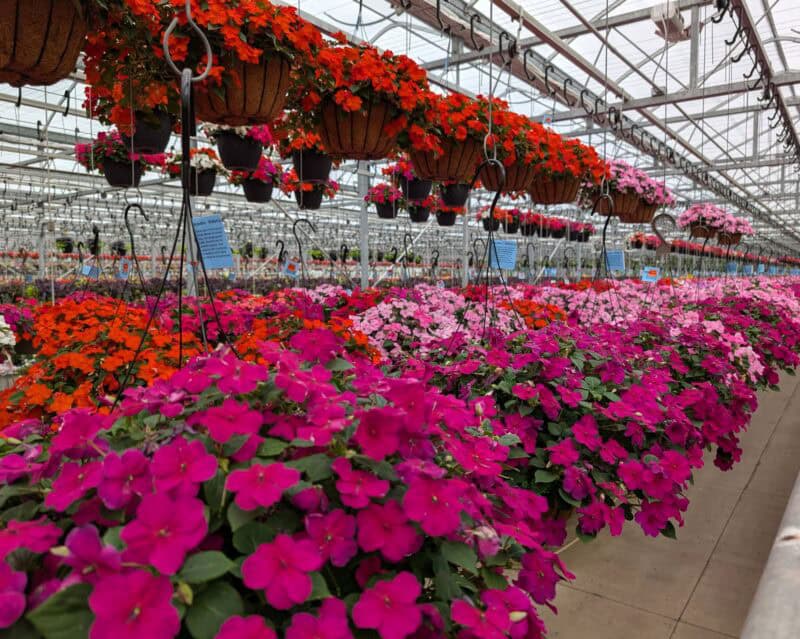 14" Impatien Hanging Baskets at Countryside Greenhouse