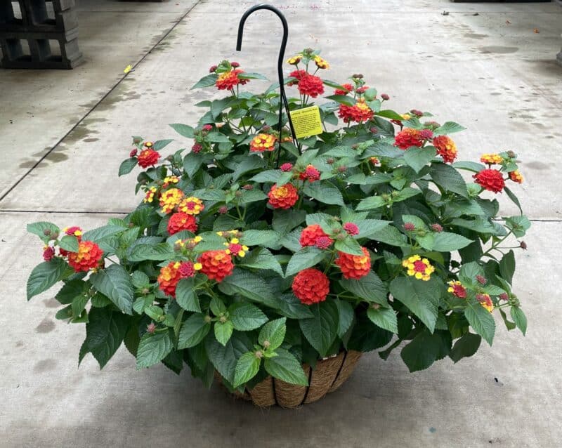 14" Lantana Baskets at Countryside Greenhouse