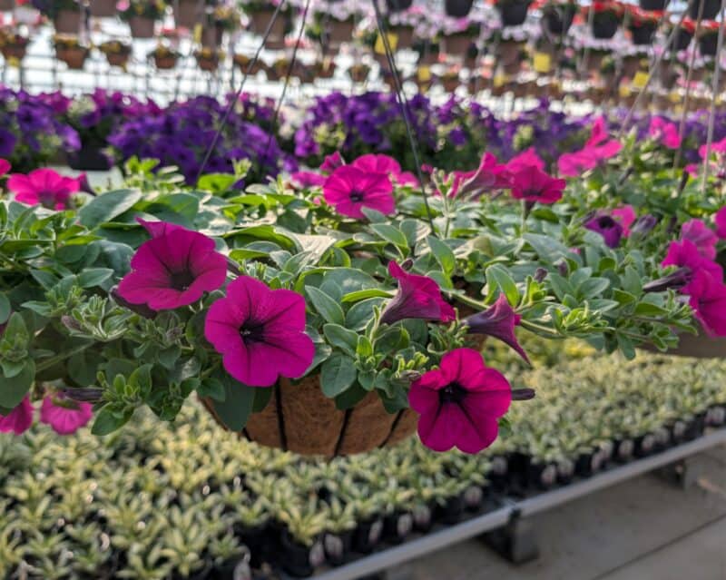 14" Wave Petunia Hanging Baskets at Countryside Greenhouse
