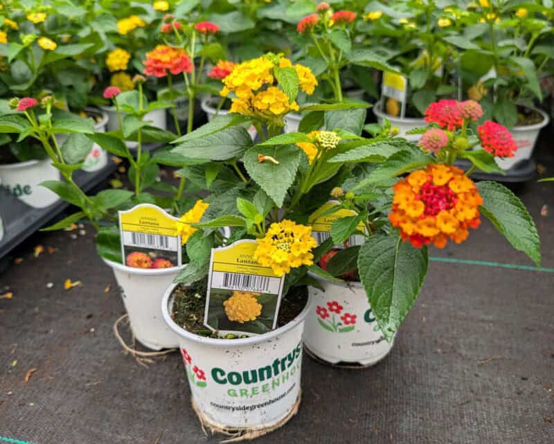 4" Lantana at Countryside Greenhouse