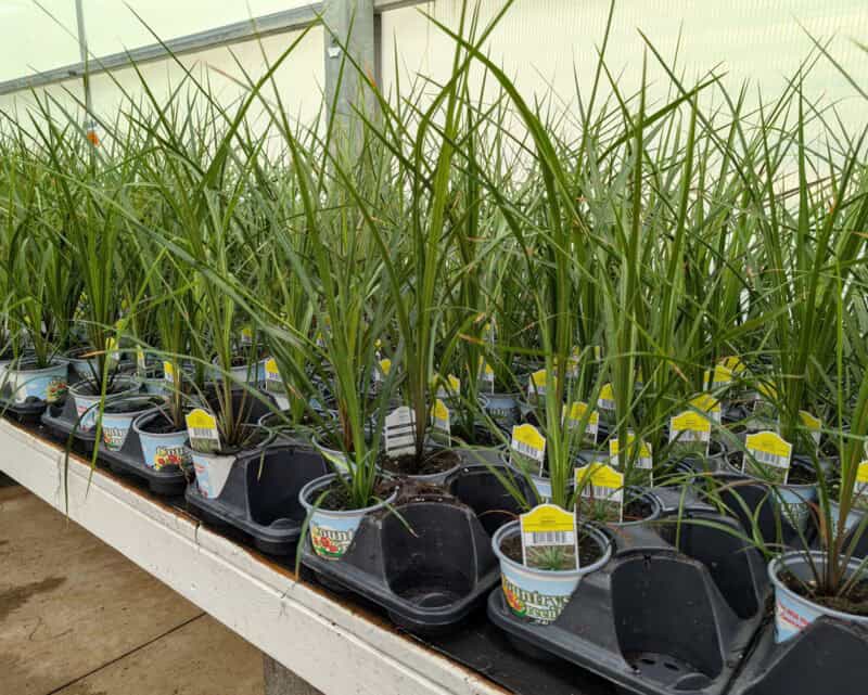 4" Potted Spikes at Countryside Greenhouse