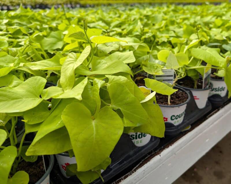 4" Potted Sweet Potato Vine at Countryside Greenhouse