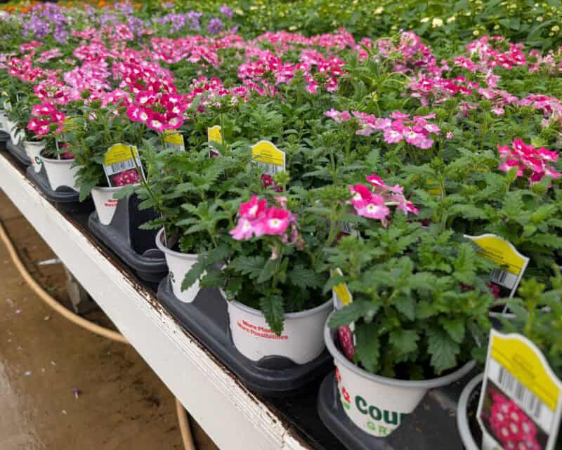 4" Potted Verbena at Countryside Greenhouse