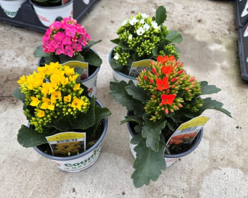 5" Kalanchoe at Countryside Greenhouse