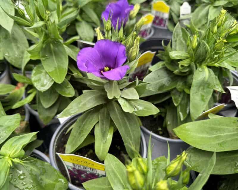 5" Lisianthus at Countryside Greenhouse