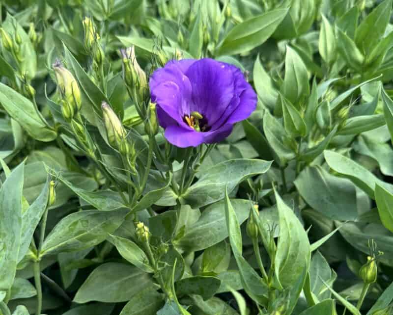 5" Lisianthus at Countryside Greenhouse