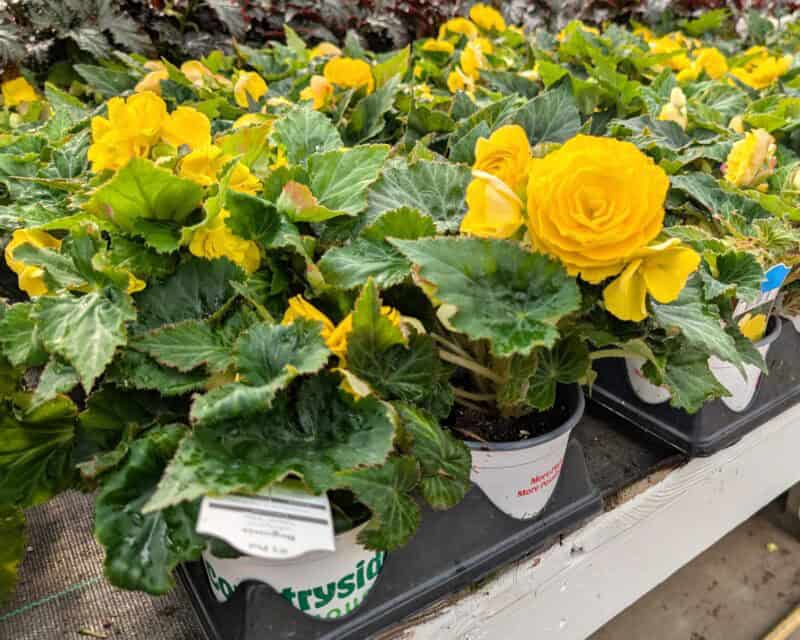 5" Potted Nonstop Begonias at Countryside Greenhouse