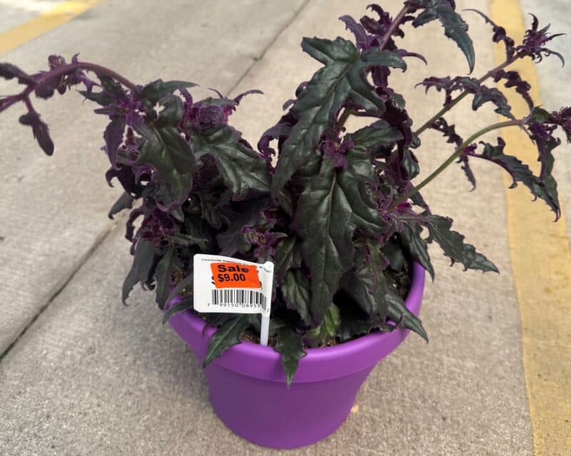 8 Inch Gynura Purple Passion plant at Countryside Greenhouse