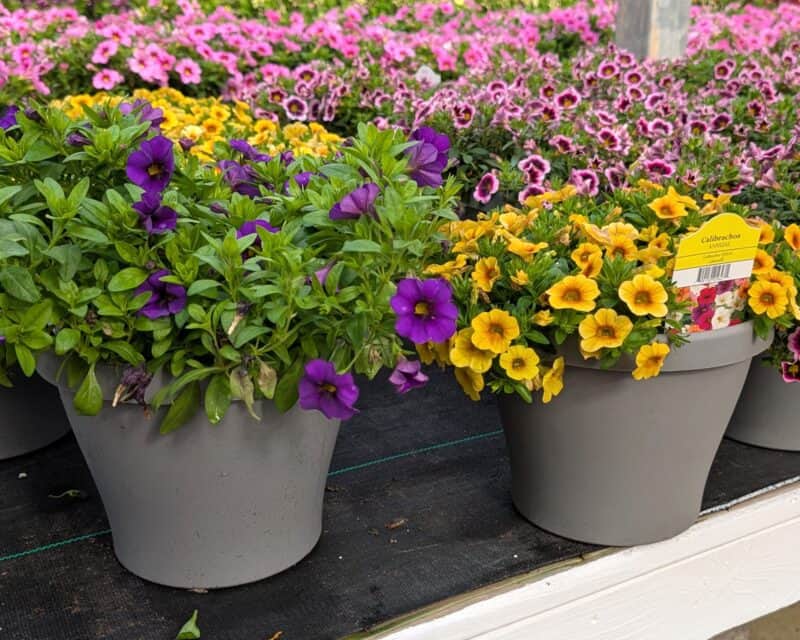 8" Calibrachoa Patio Pots at Countryside Greenhouse