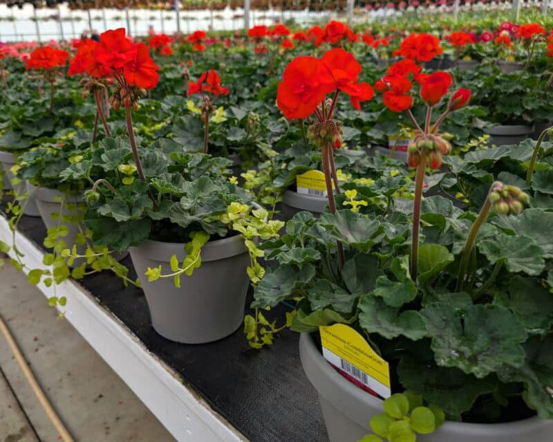 8" Geranium Patio Pots at Countryside Greenhouse