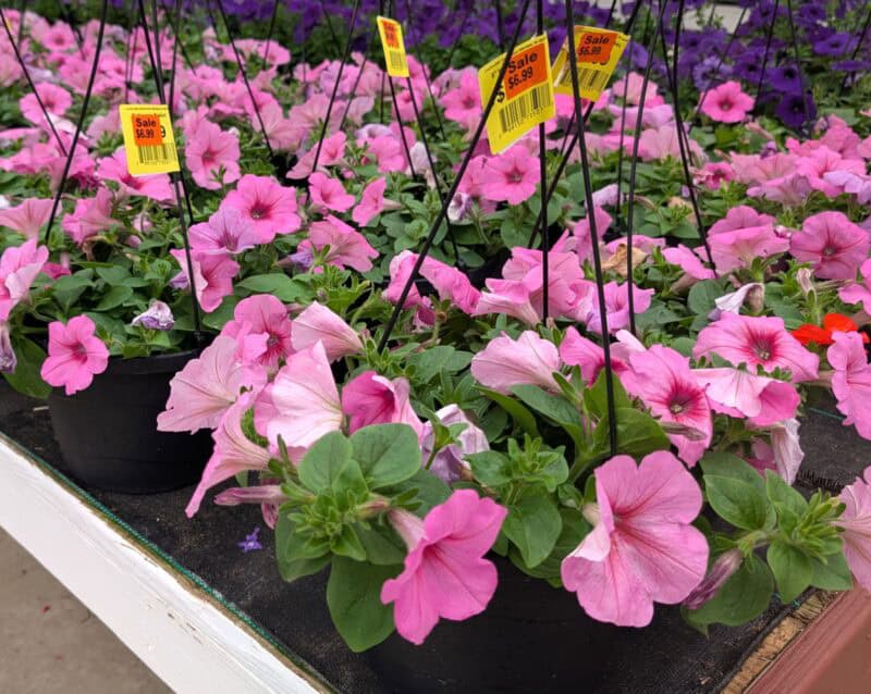 8" Wave Petunia at Countryside Greenhouse