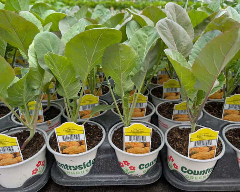 Cauliflower - Cheddar Variety at Countryside Greenhouse