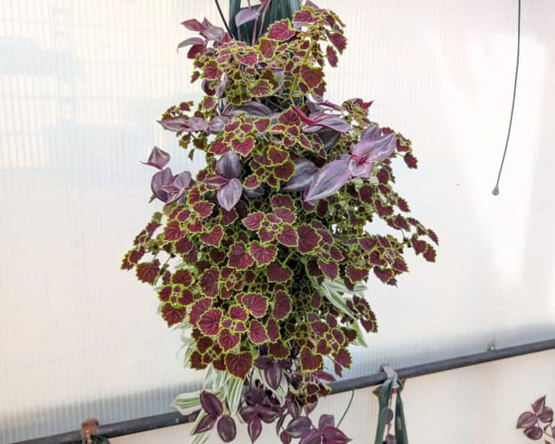 Foliage Combo Hanging Pouches at Countryside Greenhouse