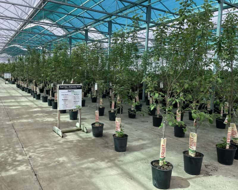 Fruit Trees at Countryside Greenhouse