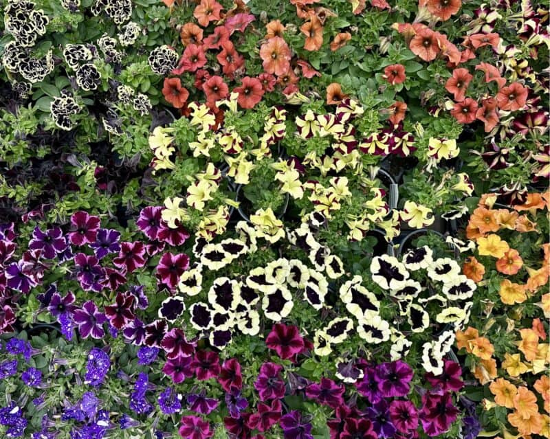4" Crazytunia Petunia Pots at Countryside Greenhouse