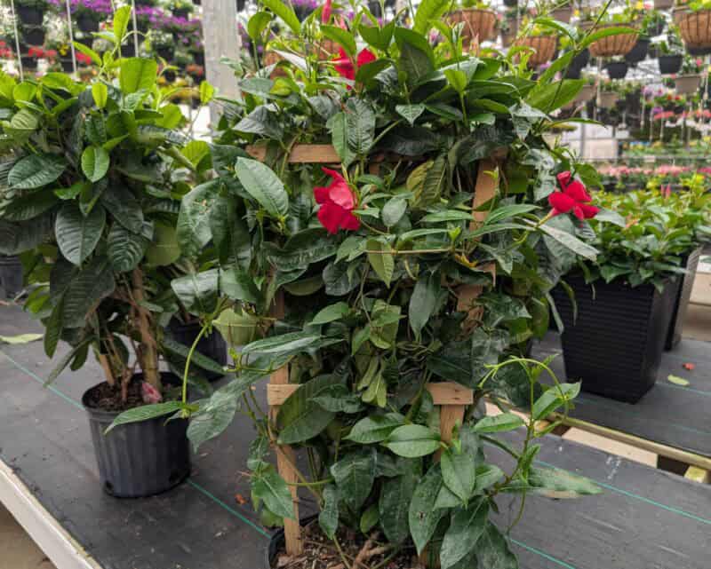 Mandevilla (on trellis) at Countryside Greenhouse