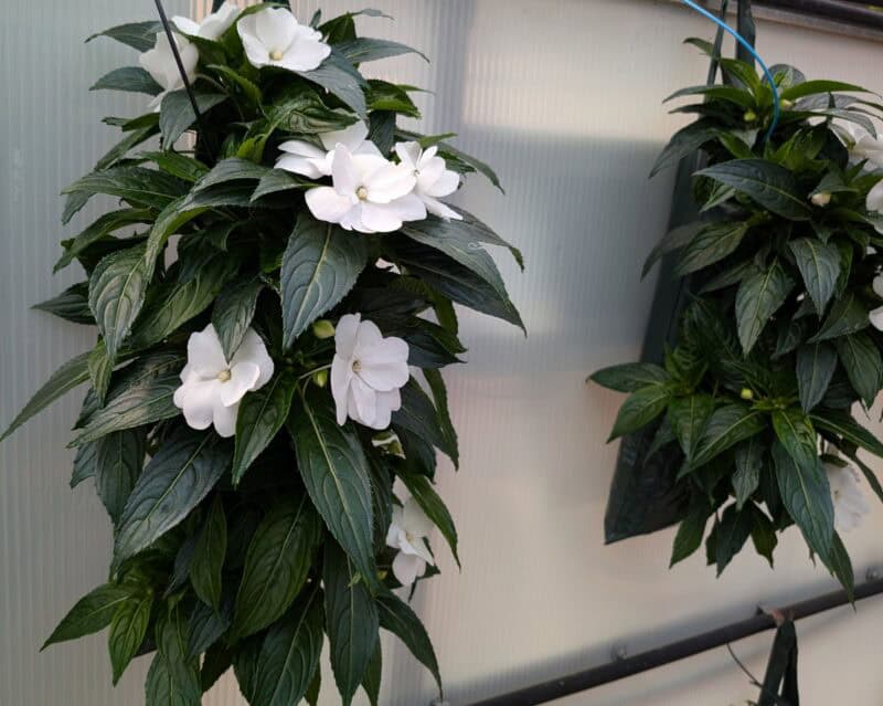 New Guinea Impatien Pouches at Countryside Greenhouse