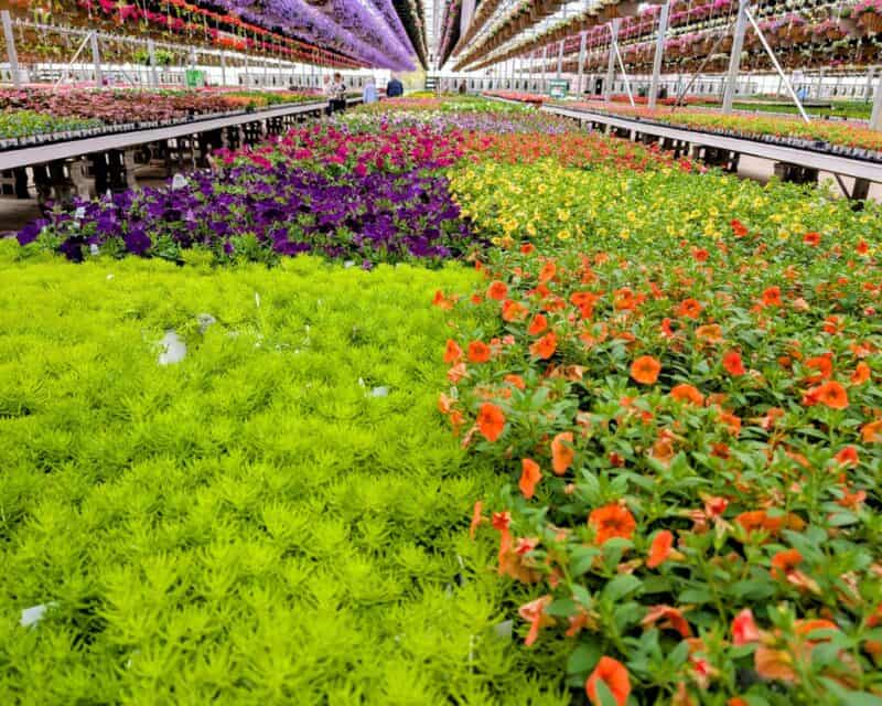 Proven Winner Annuals at Countryside Greenhouse