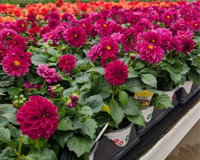 5" Dahlia - Dahlietta at Countryside Greenhouse