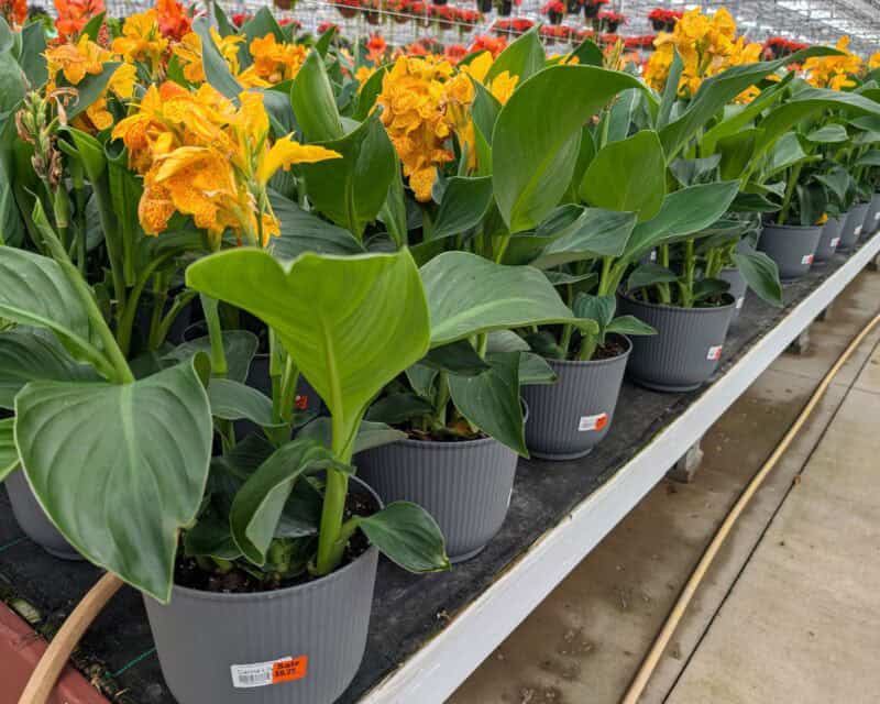 10" Canna Patio Pots