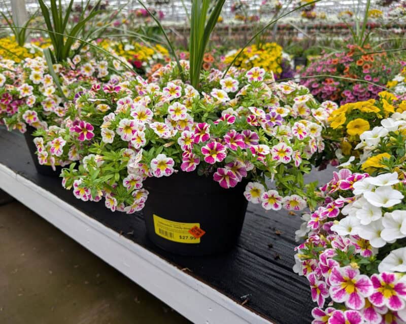 12" Calibrachoa Patio Pots at Countryside Greenhouse