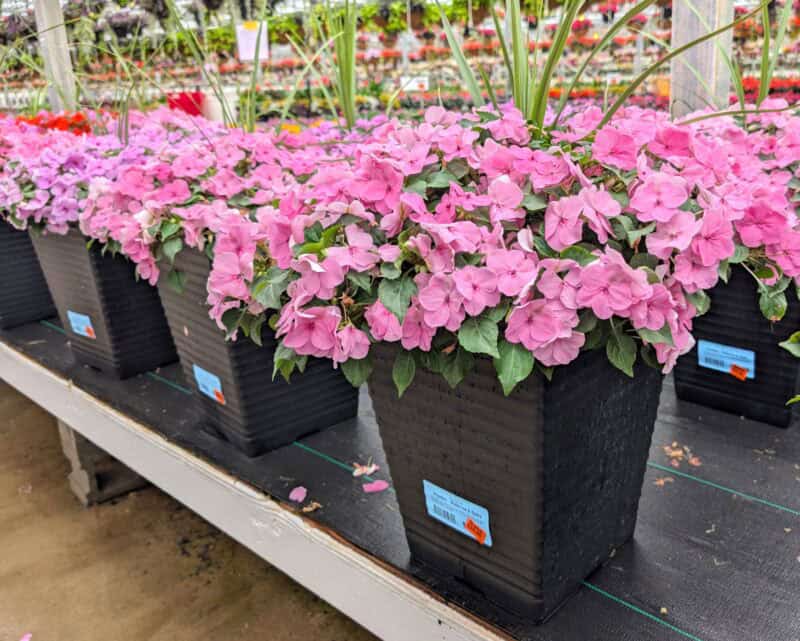 12" Sloan Impatien Patio Pots at Countryside Greenhouse