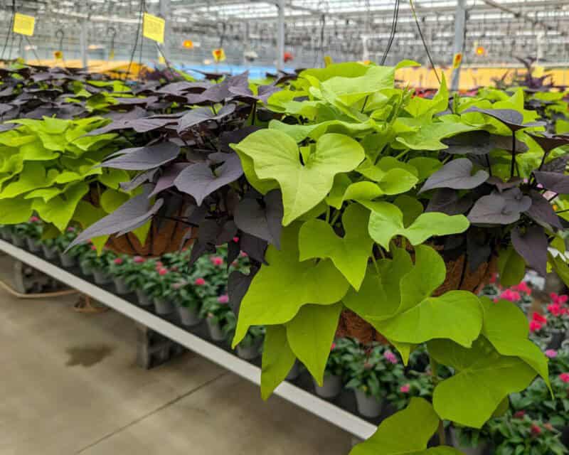 14" Sweet Potato Vine Hanging Baskets at Countryside Greenhouse