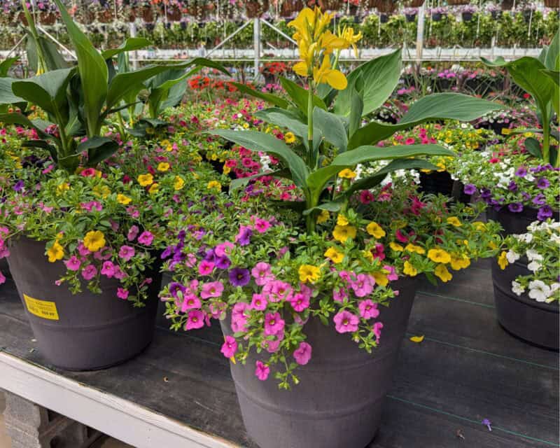 18" Calibrachoa Patio Pots at Countryside Greenhouse