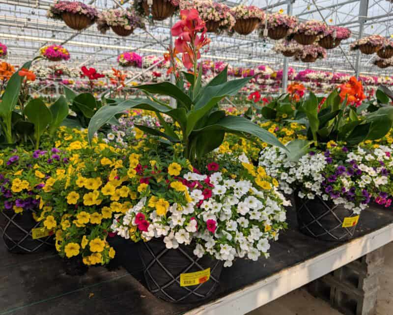 18" Calibrachoa Patio Pots at Countryside Greenhouse