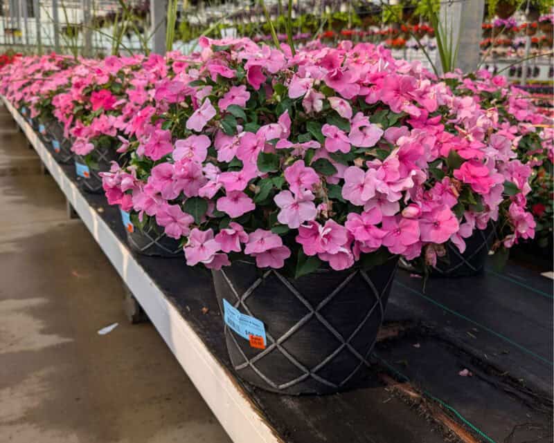 18 inch Impatien Wallerina Patio Pots at Countryside Greenhouse