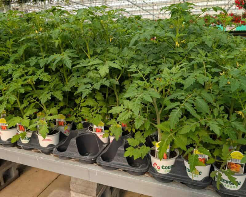 4" Vegetables at Countryside Greenhouse