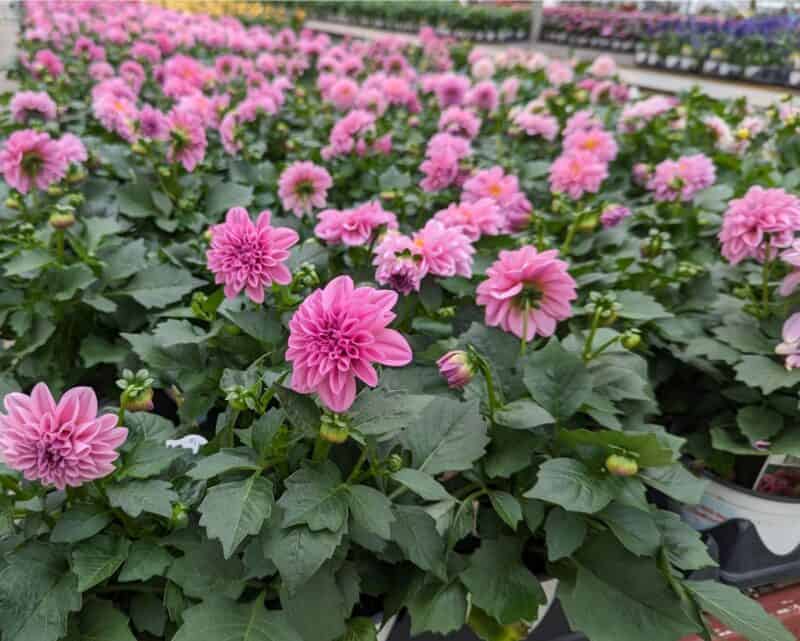 5" Dahlietta at Countryside Greenhouse