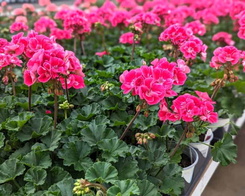 5 inch Zonal Geraniums at Countryside Greenhouse