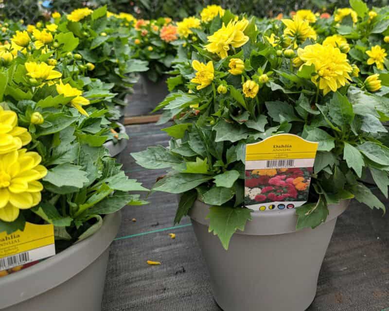 8" Dahlietta Patio Pots at Countryside Greenhouse
