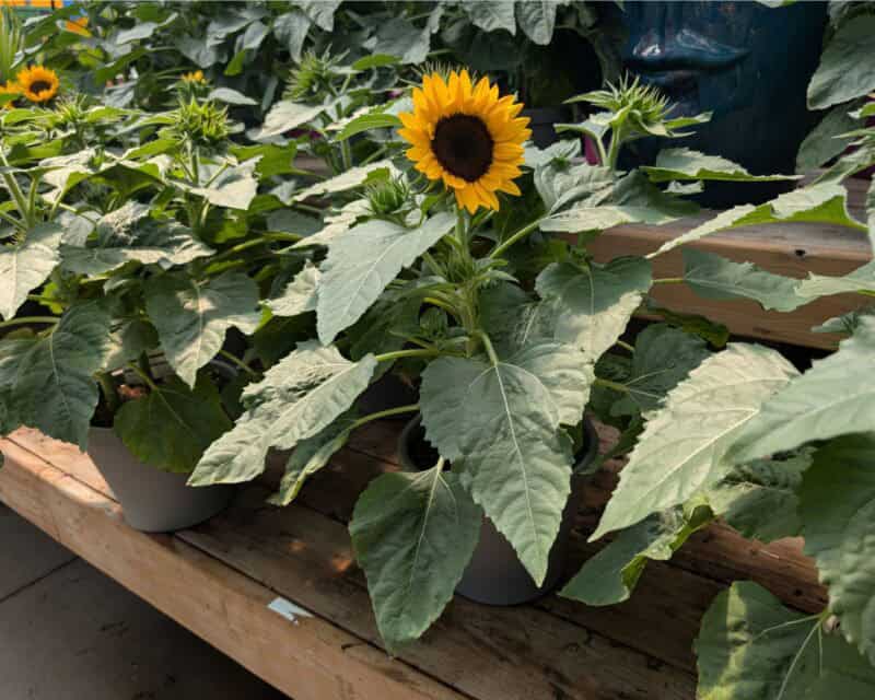 8" Patio Sunflowers at Countryside Greenhouse