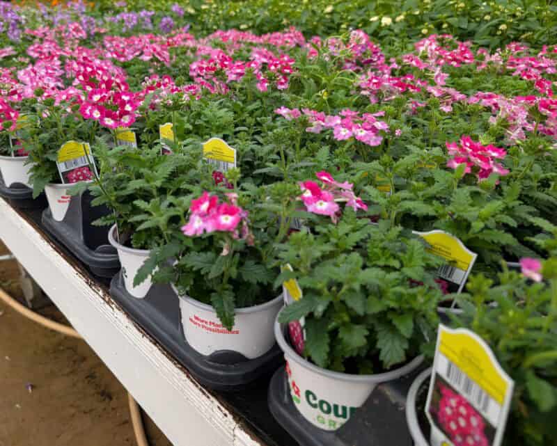 All 4" and 5" standard annuals at Countryside Greenhouse