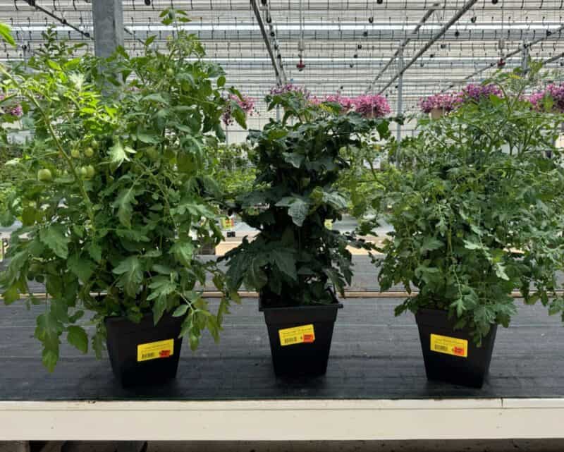 Tomato Patio Planters at Countryside Greenhouse