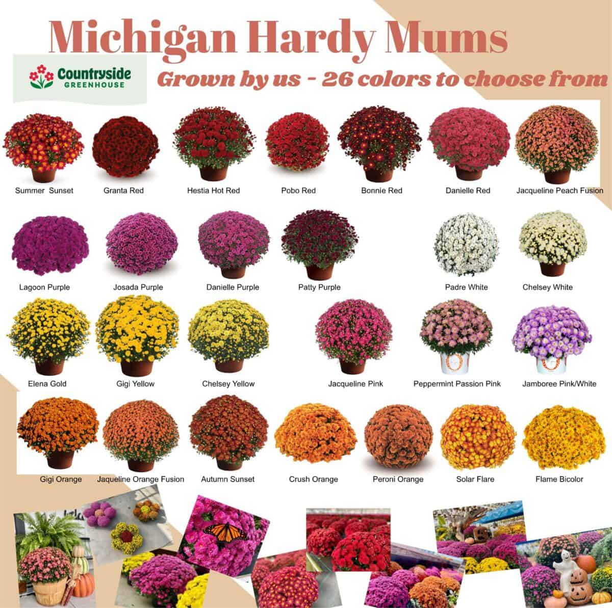 Home Grown Hardy Mums information