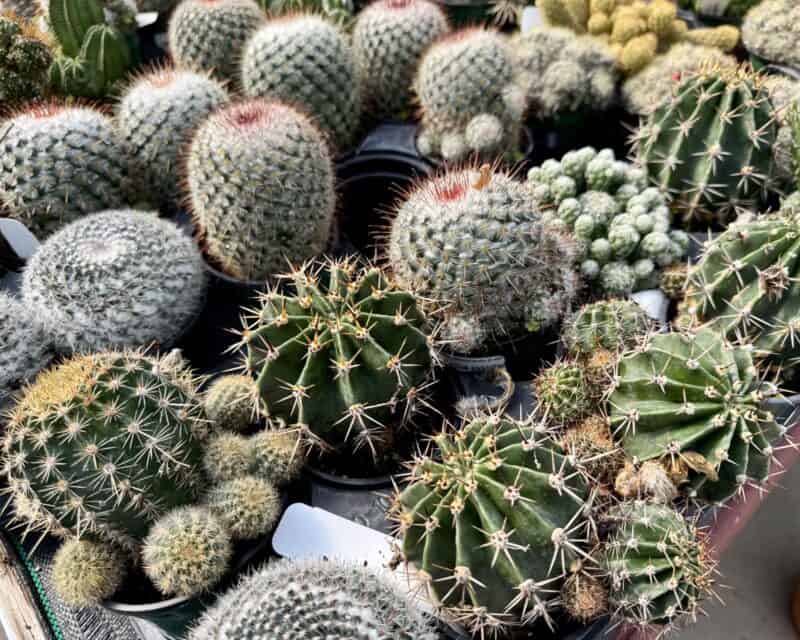Cactus Assorted 4" Pots at Countryside Greenhouse